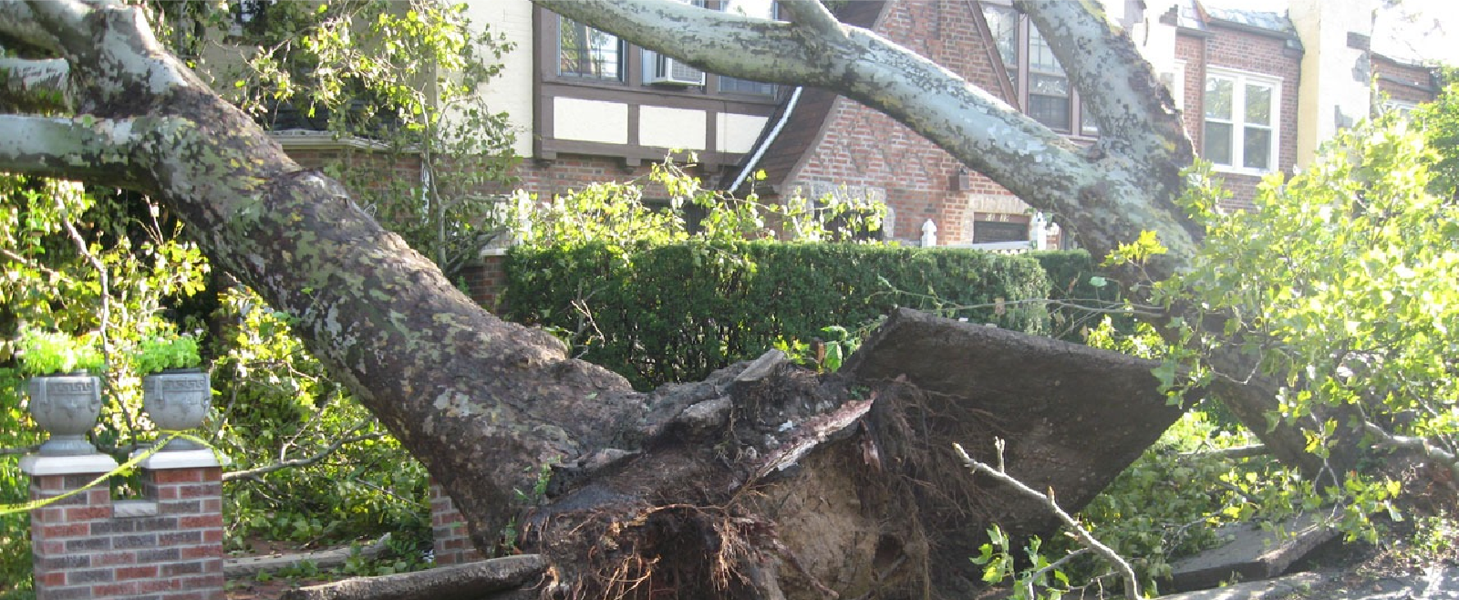 Tree fallen on house